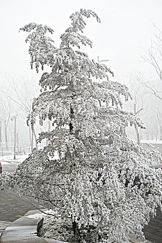 雪景,树木,下雪,大学,雪堆,雪灾,公园,自然风光