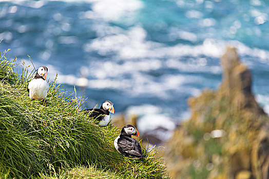 大西洋海雀,岛屿,法罗群岛,丹麦