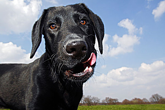 黑色拉布拉多犬,狗,年轻,猎犬,肖像