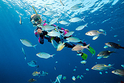 水下呼吸管,热带,珊瑚,礁石,河豚,鱼,马尔代夫,印度洋,亚洲
