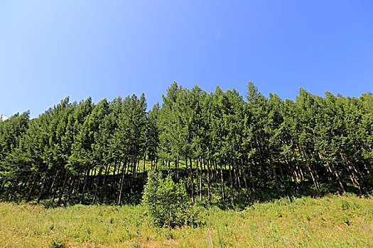 塞罕坝草原风光