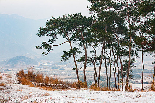 松树