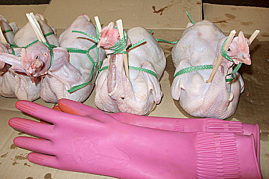 四个,无毛,鸡,粉色,橡胶手套