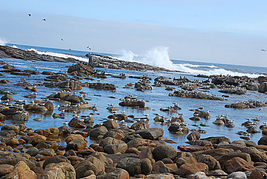 南非开普敦好望角礁石海带海浪