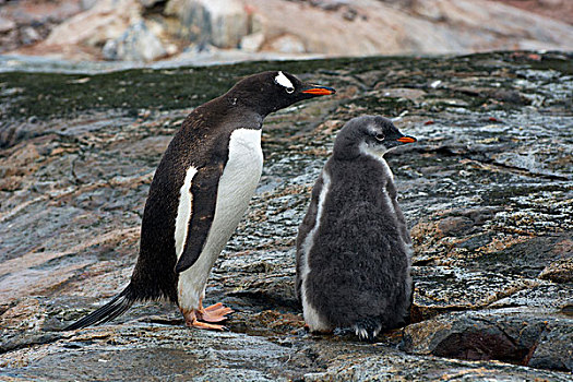 南极,岛屿,巴布亚企鹅,父母,幼禽