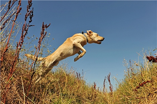 跳跃,拉布拉多犬