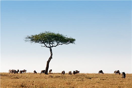 角马,牧群,马赛马拉,肯尼亚,非洲