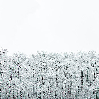 积雪,冬日树林