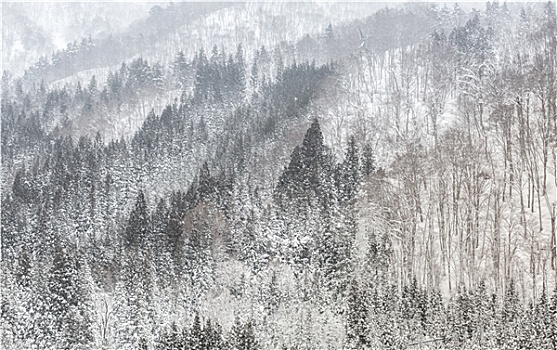 树林,下雪