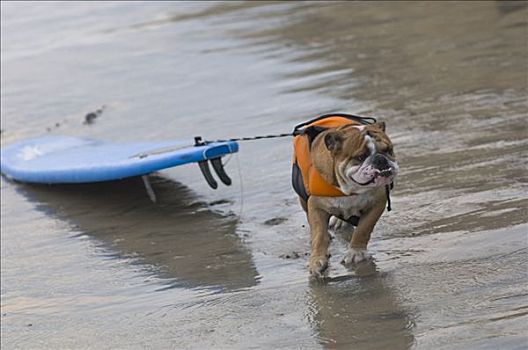狗,拉拽,冲浪板,冲浪,加利福尼亚,美国