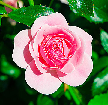 粉红玫瑰,花,特写