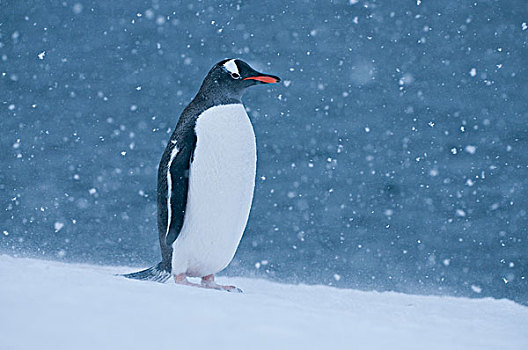 巴布亚企鹅,雪中,风暴,南极