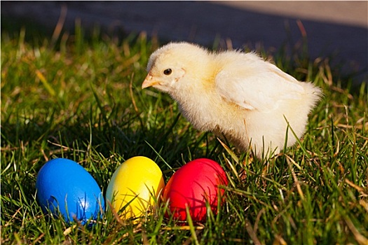 小,鸡,彩色,复活节彩蛋