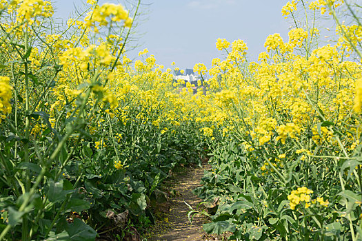 油菜花