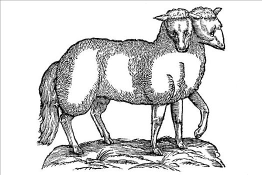 木刻,二头肌,羊羔,一个,五个,腿,两个,头部,1642年,17世纪,文艺复兴