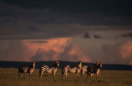 禁猎区,肯尼亚,马,斑马