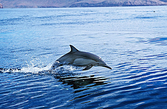 常见海豚,真海豚,成年,跳跃,墨西哥