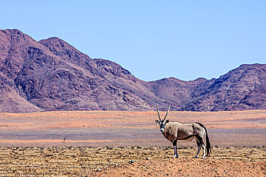 羚羊,纳米比沙漠,公园,纳米比亚,非洲