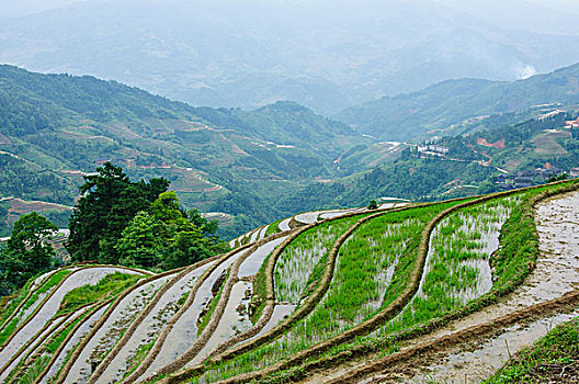 桂林梯田风光