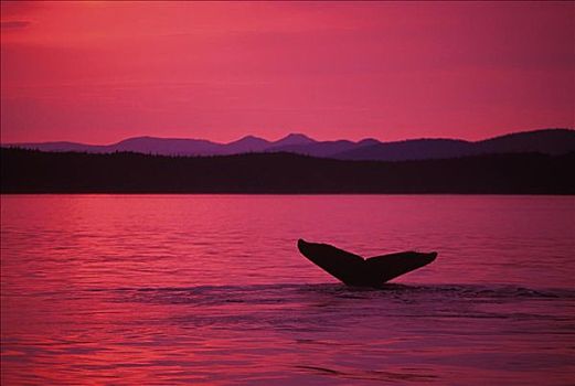 阿拉斯加,弗雷德里克湾,驼背鲸,大翅鲸属,鲸鱼,鲸尾叶突,日落