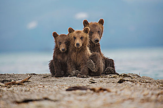 堪察加半岛,棕熊,放松,湖岸,湖,半岛,俄罗斯