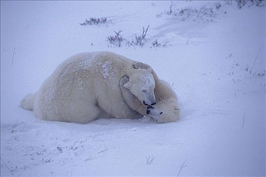 北极熊,打闹,冰,邱吉尔角,阿拉斯加