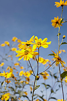 黄色的野花,天空蓝蓝