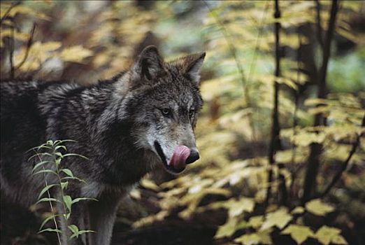 大灰狼,狼,舔,嘴唇,明尼苏达