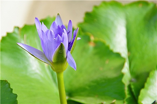 蓝色,莲花