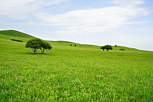 草原,牧场,绿草,旷野,高原