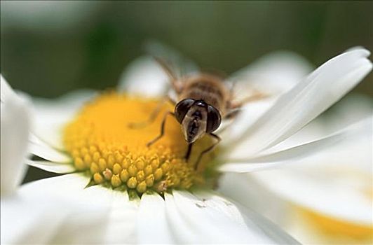 蜜蜂,雏菊