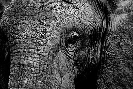 黑白,特写,头部,非洲象,马赛马拉国家保护区,肯尼亚,非洲