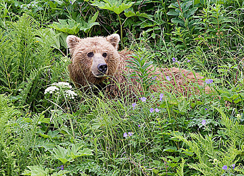 大灰熊,棕熊,女性,花,卡特麦国家公园,阿拉斯加