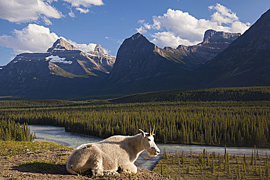 石山羊,小,海角,远眺,河,加拿大,落矶山,碧玉国家公园,艾伯塔省