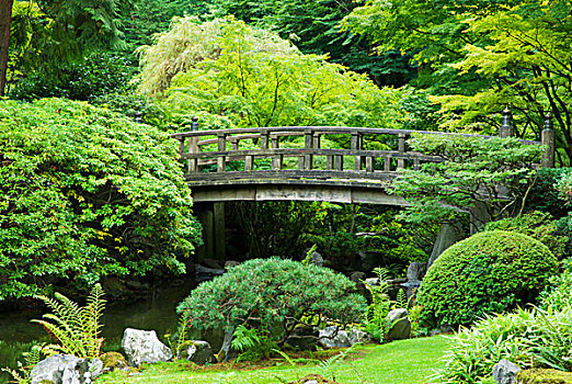 桥,水塘,日式庭园,波特兰,俄勒冈
