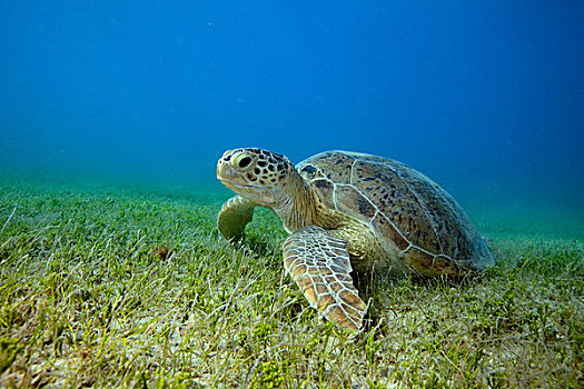 绿海龟,龟类,休息,海洋,草,岛屿,巴伊亚,巴西