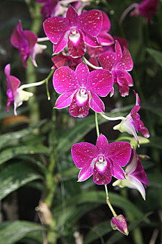 新加坡国家植物园胡姬花国花