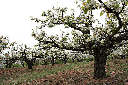 吉林省延边和龙市万亩苹果梨