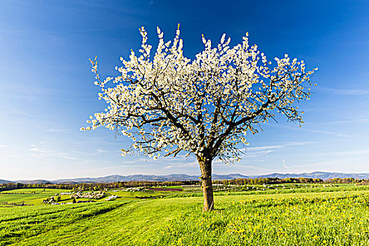 孤单,樱桃树,开花,牧场,春天,阿尔皋,瑞士