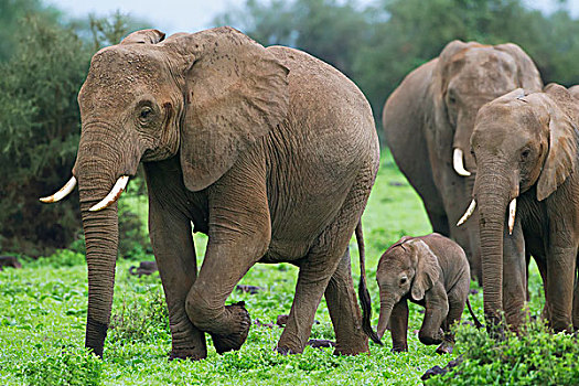 牧群,大象,走,狩猎屋,南非
