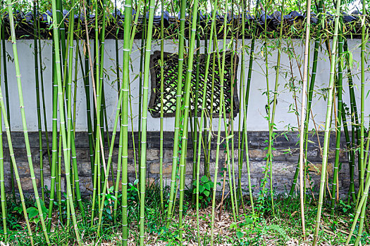 绿竹后面的灰砖漏窗园林墙,济南大明湖公园辛稼轩纪念祠内