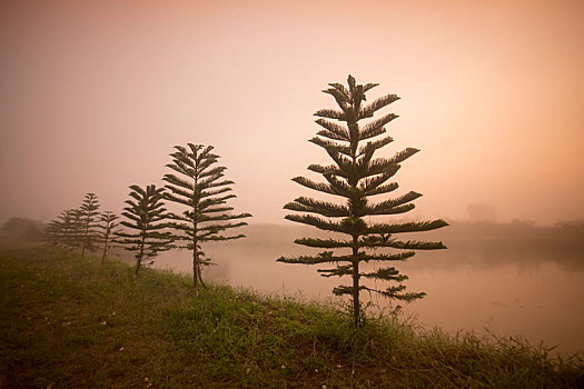 泰国,清莱,风景,晨雾