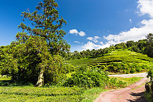 排,茶,農(nóng)作物,茶園,島嶼,亞速爾群島,葡萄牙