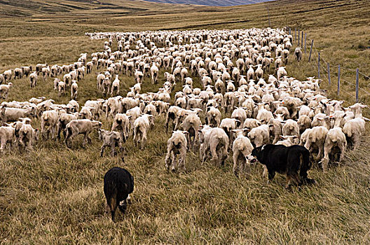 家羊,绵羊,成群,牧羊犬,福克兰群岛