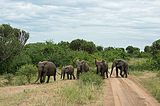非洲象,牧群,穿过,道路,伊丽莎白女王国家公园,乌干达,非洲