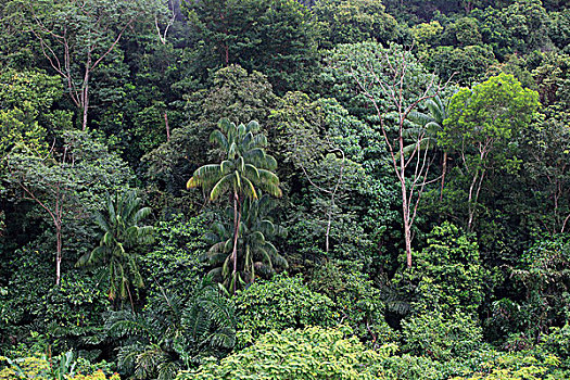雨林,沙巴,马来西亚,婆罗洲,东南亚