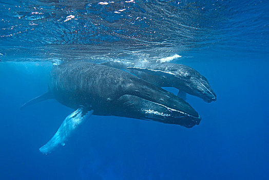 驼背鲸,大翅鲸属,鲸鱼,动物,幼兽,多米尼加共和国,中美洲