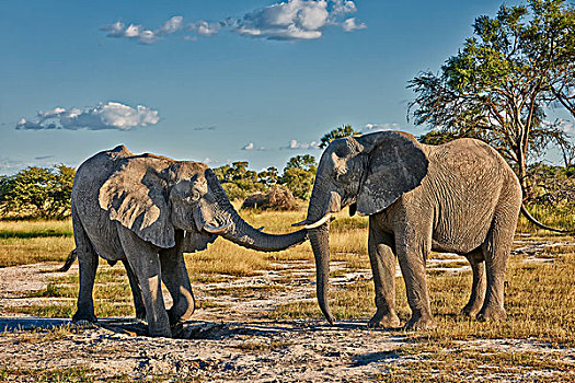 争斗,雄性,非洲,灌木,大象,非洲象,奥卡万戈三角洲,博茨瓦纳,南非