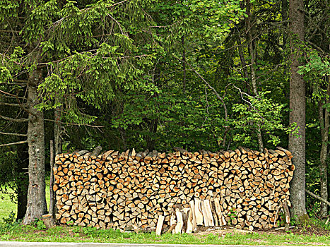 一堆,木柴,树