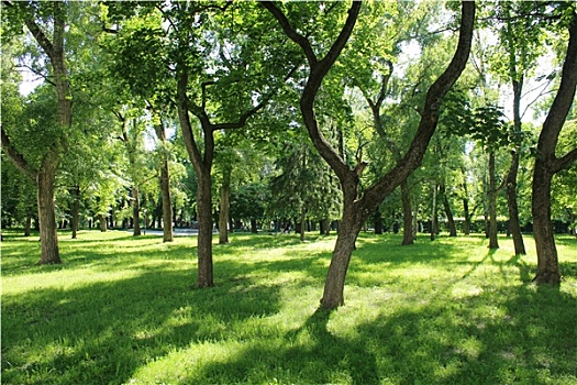漂亮,公园,许多,绿色,树